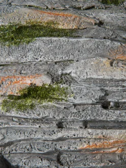 Fisch Willi Figur, Grau