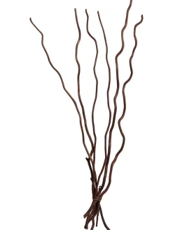 Kuwastäbe Trockenblume, Dunkelbraun