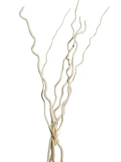Kuwastäbe Trockenblume, Weiss