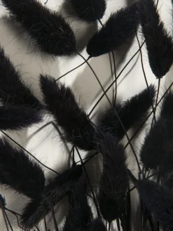 Lagurus Trockenblume, Schwarz