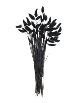 Lagurus Trockenblume, Schwarz