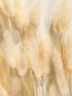 Lagurus Trockenblume, Weiss