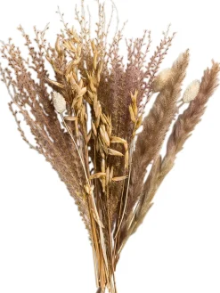 Lytra Trockenblume, Natur/Beige