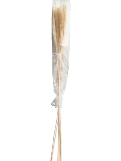 Pampasgrasbündel 6er Trockenblume, Weiss