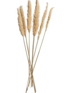 Pampasgrasbündel 6er Trockenblume, Gold
