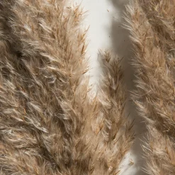 Pampasgrasbündel 6er Trockenblume, Natur