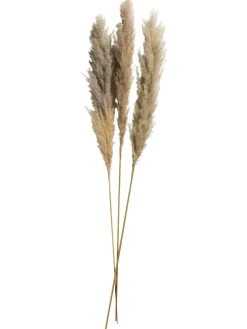 Pampasgrasbündel 3er Trockenblume, Natur