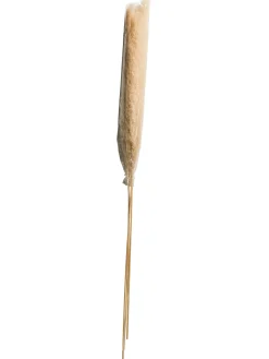 Pampasgrasbündel 3er Trockenblume, Creme