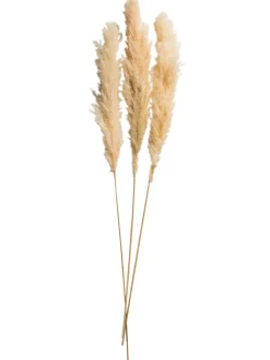 Pampasgrasbündel 3er Trockenblume, Creme