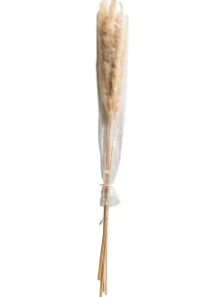 Pampasgrasbündel 6er Trockenblume, Creme