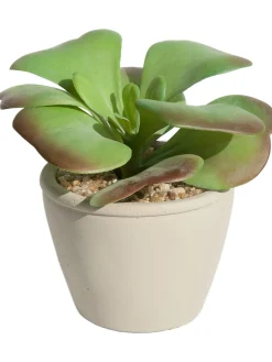 Sukkulente Thea Aeonium Kunstblume, Grün