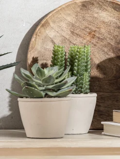 Sukkulente Thea Echeveria Kunstblume, Grün