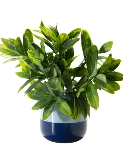 Toban Vase, Blau