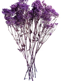 Yenga Trockenblume, Lila