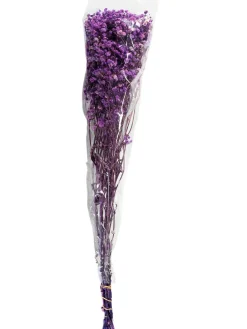 Yenga Trockenblume, Lila