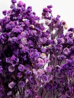 Yenga Trockenblume, Lila